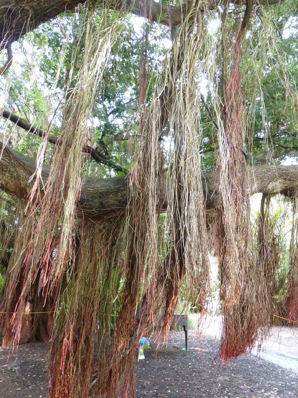 Image of Pohutukawa