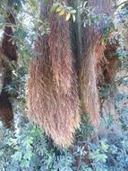 Image of Pohutukawa