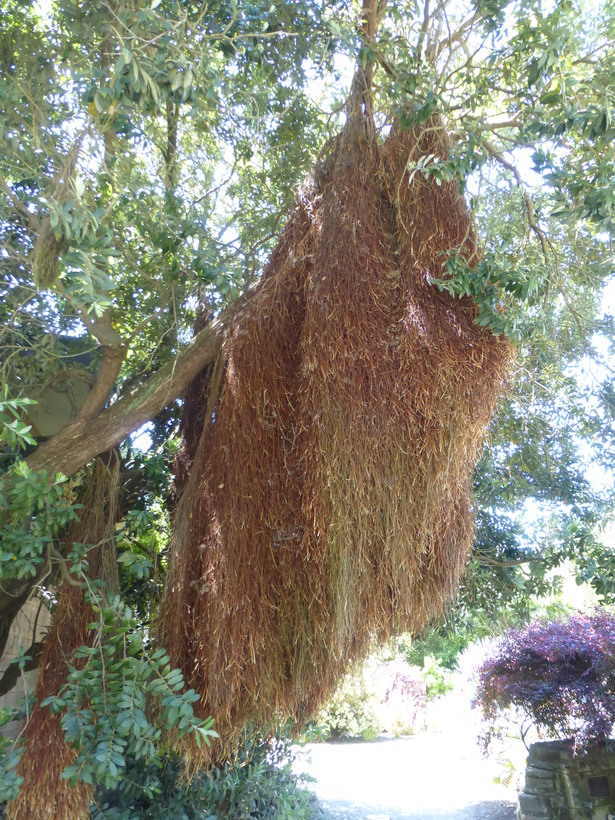 Image of Pohutukawa