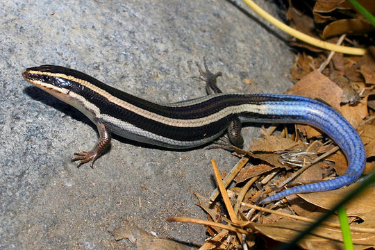 Image de Plestiodon skiltonianus Baird & Girard 1852