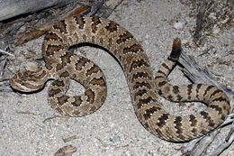 Image of Northern Pacific Rattlesnake