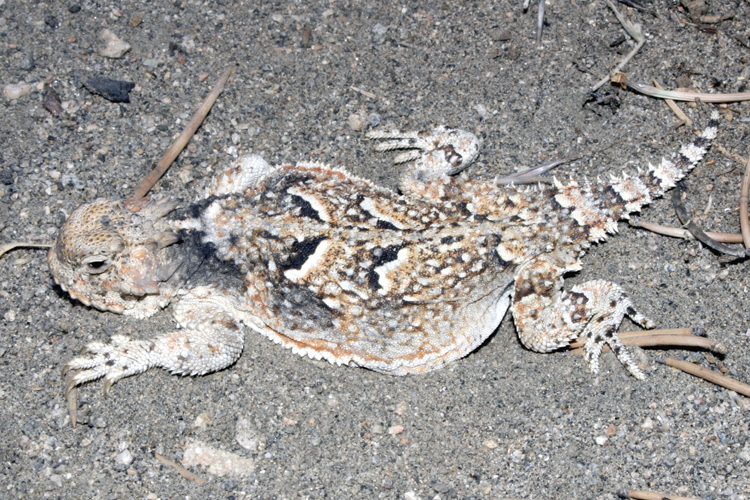 Image of Desert Horned Lizard