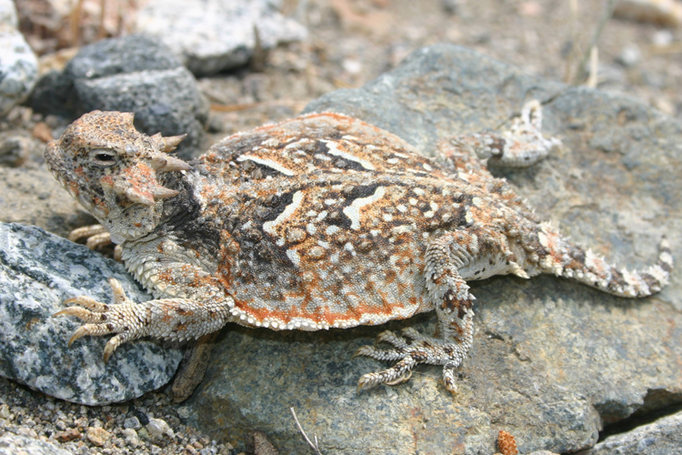 Image of Desert Horned Lizard