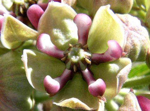 Image of spider milkweed