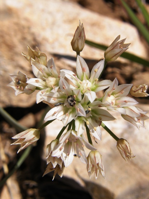 Image of largeflower onion