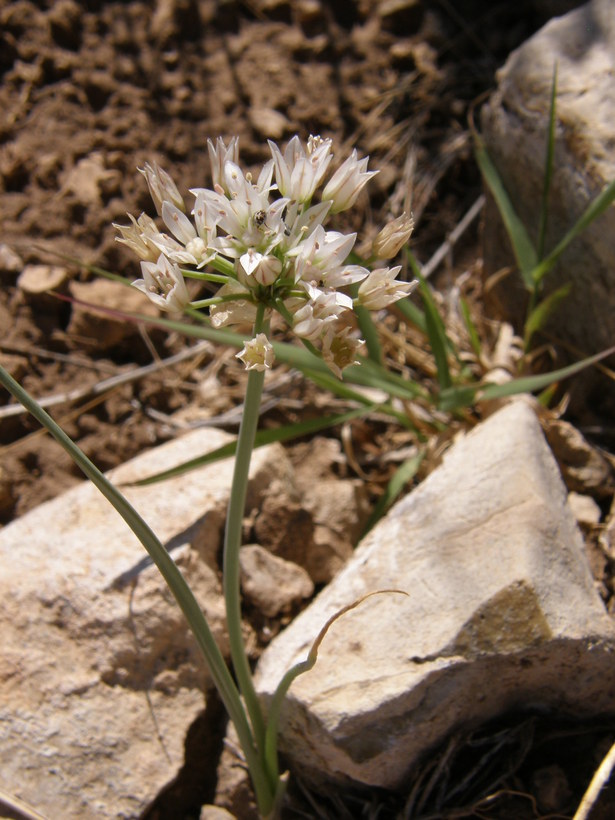 Image of largeflower onion