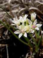 Image of largeflower onion