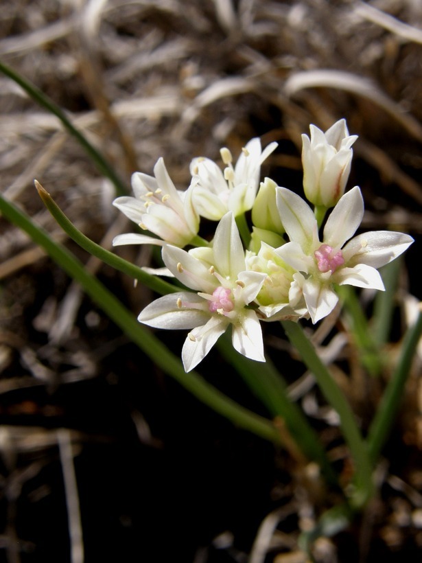 Image of largeflower onion