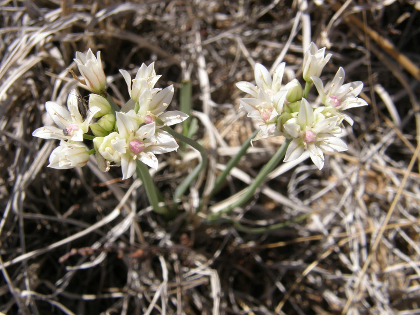 Image of largeflower onion