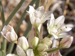 Image of largeflower onion