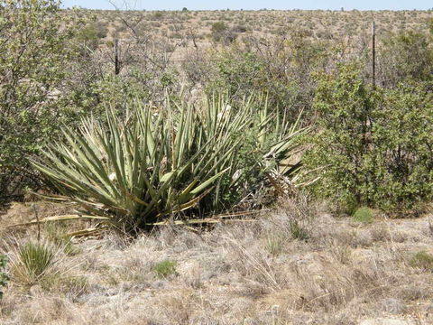 Yucca baccata Torr. resmi