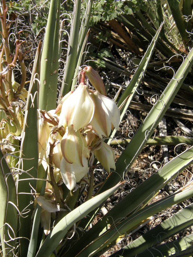 Yucca baccata Torr. resmi