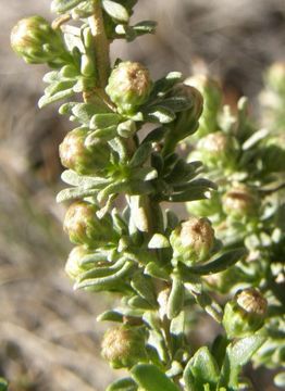 Imagem de Baccharis pteronioides DC.