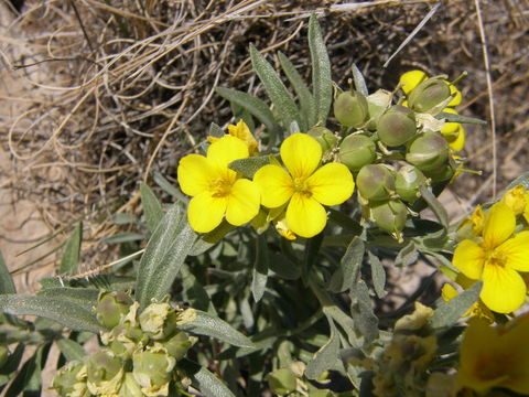 Image of Fendler's bladderpod