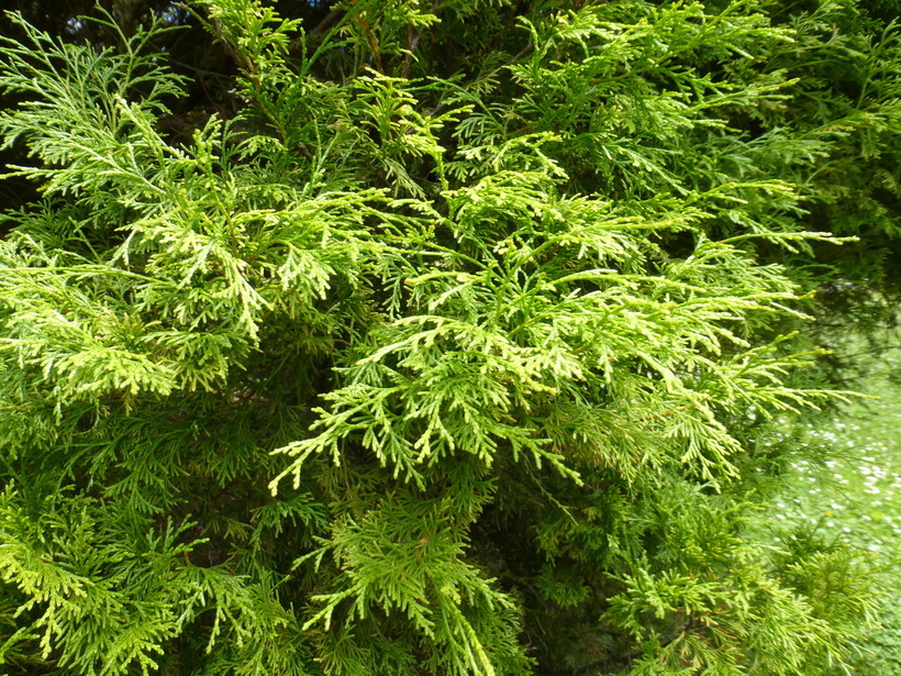 Image of Chinese Weeping Cypress