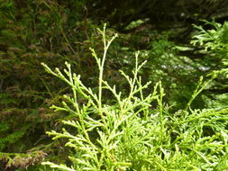 Image of Chinese Weeping Cypress