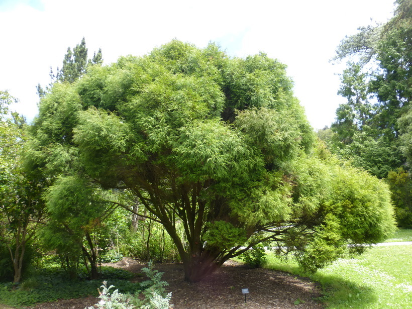 Image of Chinese Weeping Cypress