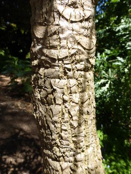 Image of Highveld Cabbage Tree