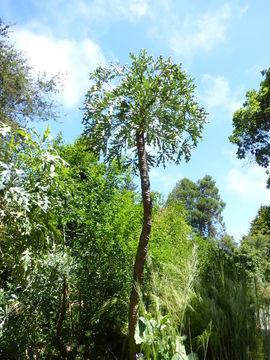 Image of Highveld Cabbage Tree