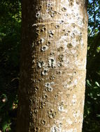 Image of Common Cabbage Tree