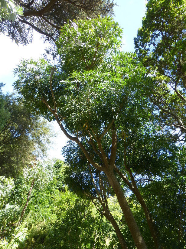 Image of Common Cabbage Tree