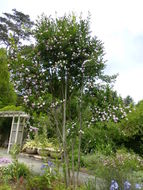 Image of Pom-pom tree