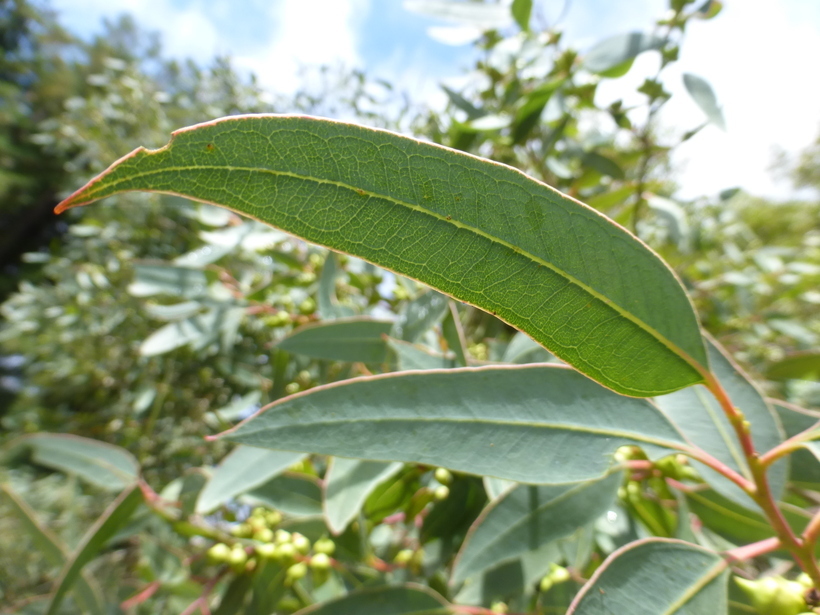 Image of Eucalyptus laeliae Podger & Chippendale