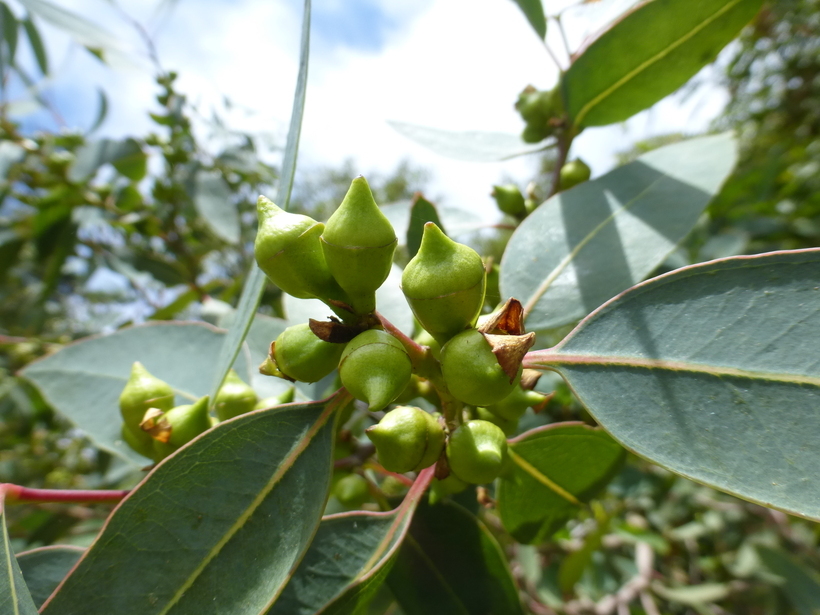 Image of Eucalyptus laeliae Podger & Chippendale