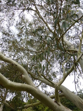 Image of snow gum