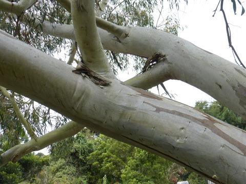 Image of snow gum