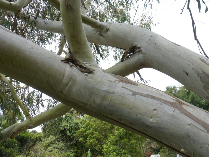 Imagem de Eucalyptus pauciflora Sieber ex Spreng.