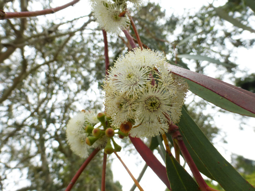 Imagem de Eucalyptus pauciflora Sieber ex Spreng.