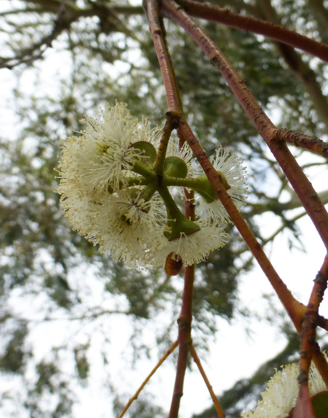 Imagem de Eucalyptus pauciflora Sieber ex Spreng.