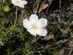 Image of Apache plume