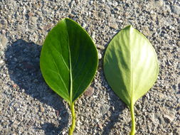 Image de Griselinia littoralis (Raoul) Raoul