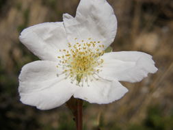 Image of Apache plume