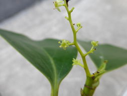 Image de Griselinia littoralis (Raoul) Raoul