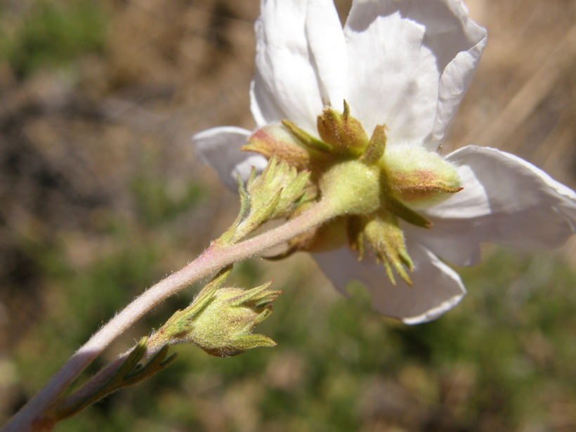 Image of Apache plume