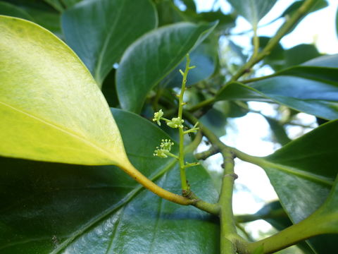 Image of New Zealand Broadleaf