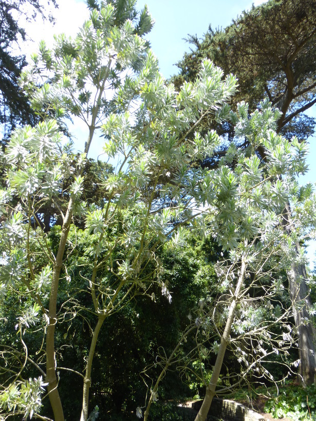 Image de Leucadendron argenteum (L.) R. Br.