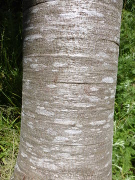 Image of Silver tree