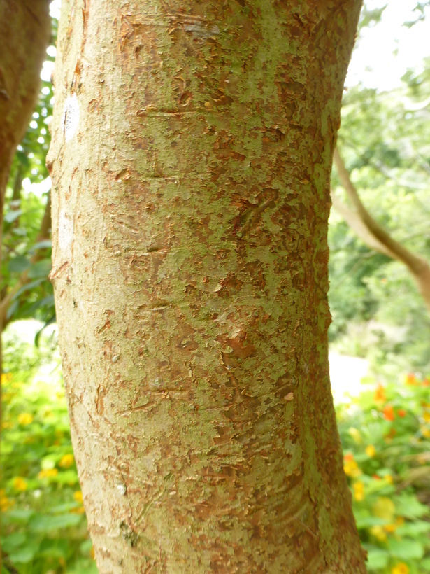 Imagem de Luma apiculata (A. P. de Candolle) Burret