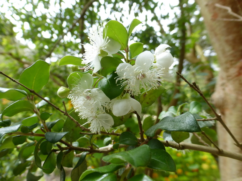 Imagem de Luma apiculata (A. P. de Candolle) Burret