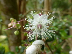 Imagem de Luma apiculata (A. P. de Candolle) Burret