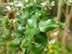 Imagem de Luma apiculata (A. P. de Candolle) Burret