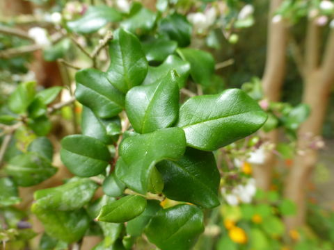 Sivun Luma apiculata (A. P. de Candolle) Burret kuva