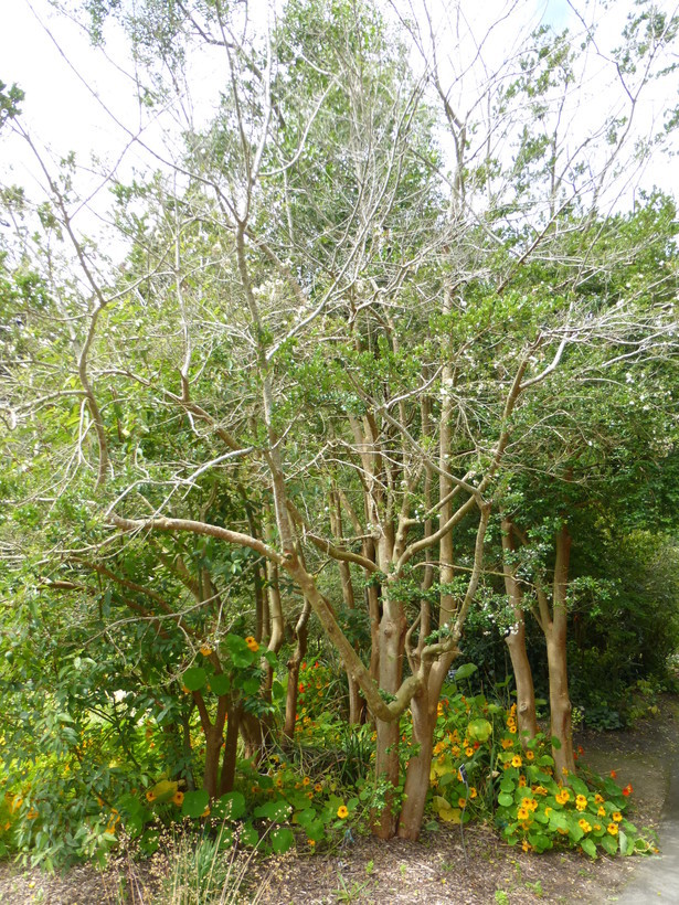 Imagem de Luma apiculata (A. P. de Candolle) Burret