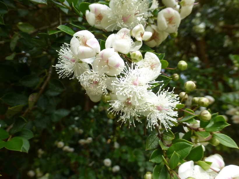 Imagem de Luma apiculata (A. P. de Candolle) Burret