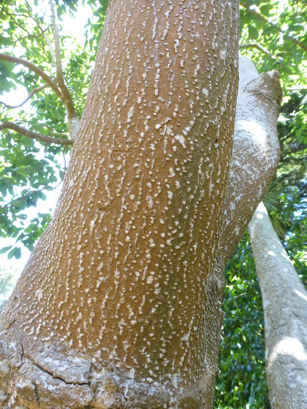 Image of Sargent's magnolia