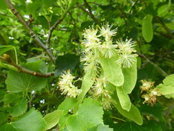 Imagem de Tilia cordata Mill.